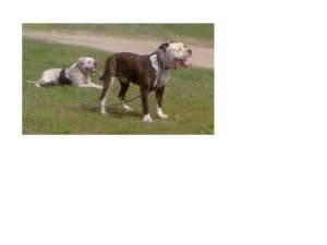 ofer monta buldog american