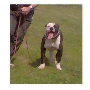 ofer monta buldog american