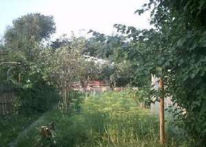 1/2 duplex + 1 casa vara + teren 850 mp la 50000 Euro