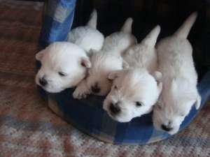 Westie cu pedigree de vanzare
