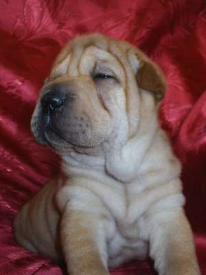 shar-pei de vanzare