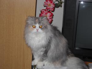 CAUT MOTAN PERSAN ALB PENTRU MONTA!