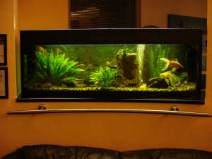 PESTII EXOTICI & ACVARII