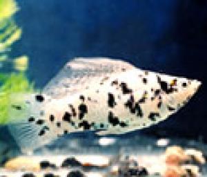 PESTII EXOTICI & ACVARII