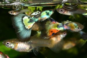 PESTII EXOTICI & ACVARII