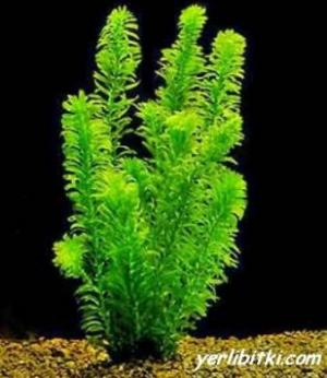 PESTII EXOTICI & ACVARII