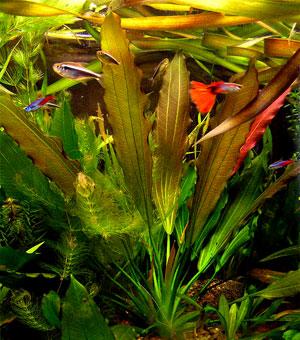 PESTII EXOTICI & ACVARII