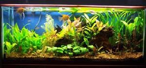 PESTII EXOTICI & ACVARII