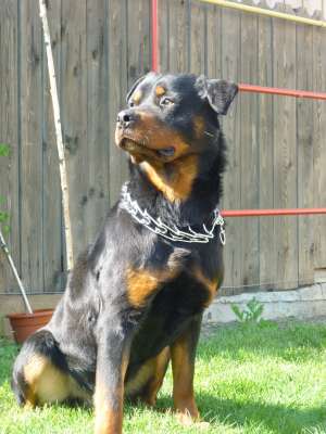 MONTA rottweiler