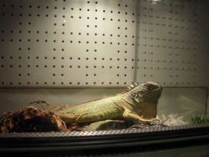 VAND IGUANA!!