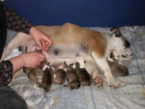 vand puii de bulldog englez