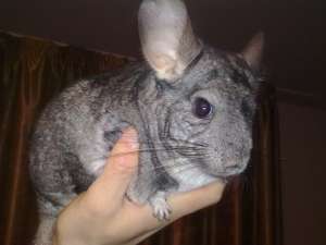 vand sinsila(chinchilla, chinchila)URGENT!!!