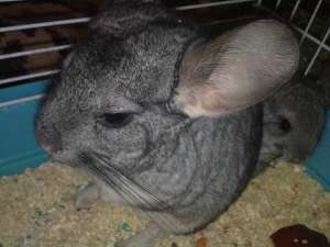 vand sinsila(chinchilla, chinchila)URGENT!!!