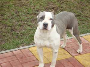 Vand pui Amstaff