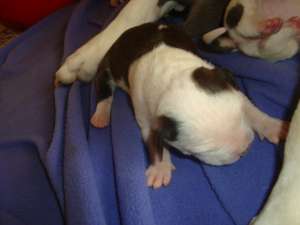 Vand pui Amstaff