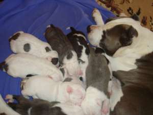 Vand pui Amstaff