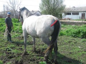 de vanzare doi cai semigrei