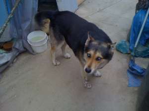 vand husky