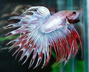 PESTII EXOTICI & ACVARII