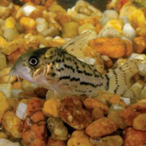 PESTII EXOTICI & ACVARII