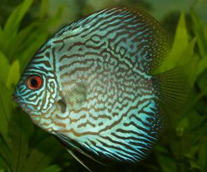 PESTII EXOTICI & ACVARII