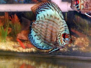 PESTII EXOTICI & ACVARII