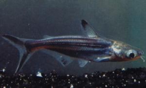 PESTII EXOTICI & ACVARII