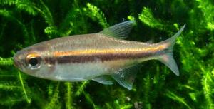 PESTII EXOTICI & ACVARII