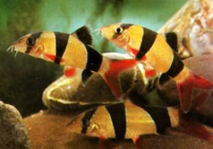 PESTII EXOTICI & ACVARII