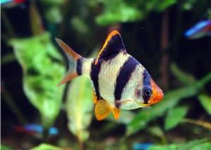 PESTII EXOTICI & ACVARII