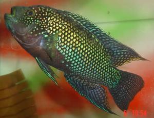 PESTII EXOTICI & ACVARII