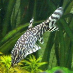 PESTII EXOTICI & ACVARII