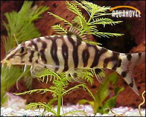 PESTII EXOTICI & ACVARII