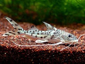 PESTII EXOTICI & ACVARII