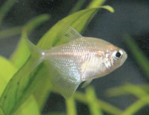 PESTII EXOTICI & ACVARII