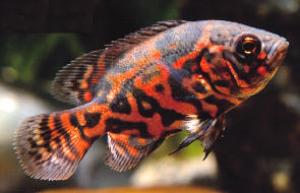 PESTII EXOTICI & ACVARII