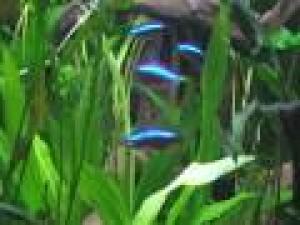 PESTII EXOTICI & ACVARII