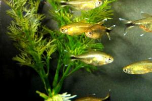 PESTII EXOTICI & ACVARII