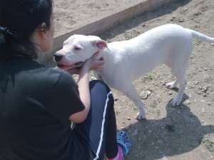 Vand Dog Argentinian