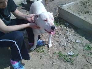 Vand Dog Argentinian