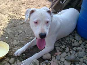Vand Dog Argentinian