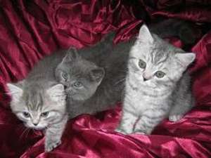 vand pisici british shorthair