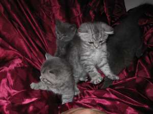 vand pisici british shorthair