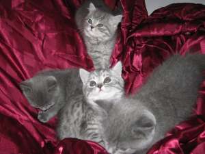 vand pisici british shorthair