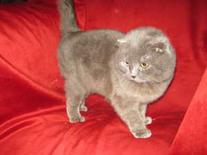ofer pentru monta motan scottish fold