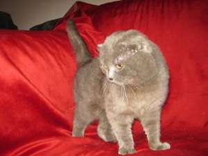 ofer pentru monta motan scottish fold