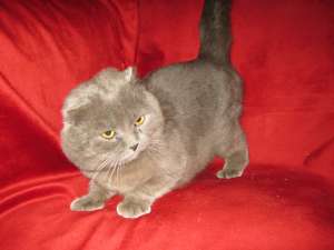 ofer pentru monta motan scottish fold