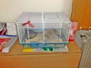 Vand cusca iepure/hamster nou nouta