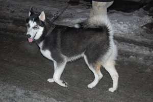 husky siberian pt imperechere