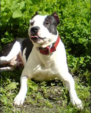 OFER CAINE AMSTAFF PT. MONTA